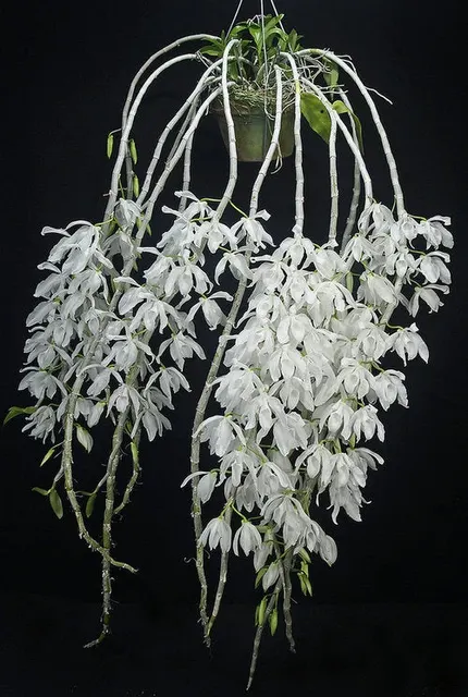 Dendrobium Anosmum Alba 'ORCHID DYNASTY'