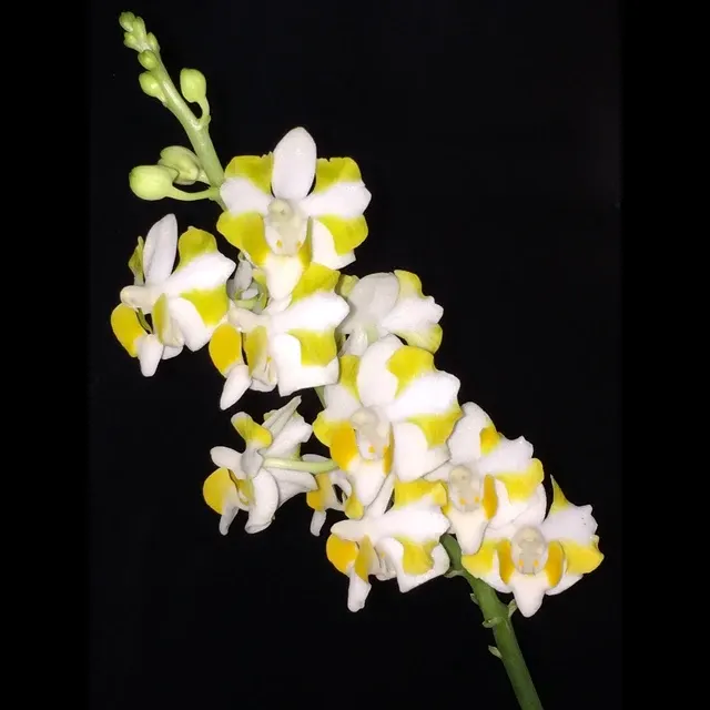 Phalaenopsis pulcherrima var champorensis alba