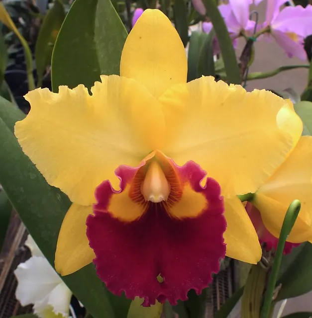 Rhyncholaeliocattleya Burdekin Canefields (Rhyncholaeliocattleya)