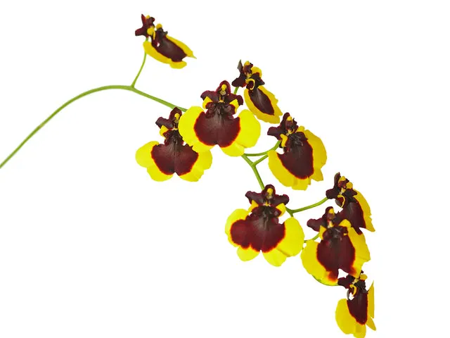 Gomesa varicosa v