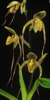 Paphiopedilum SHIN-YI PEARL (Shin-Yi's Pride x sanderianum)