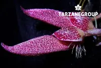 BULBOPHYLLUM MIRUM SMALL ORCHID MOUNTED