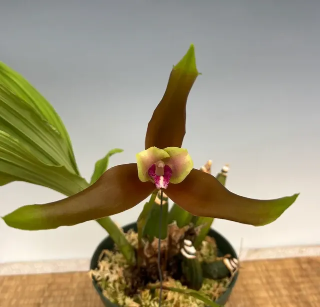 Lycaste schilleriana 'Rosea' (Lycaste)
