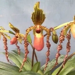 Paphiopedilum Landmark 'Cry Baby' (Paphiopedilum)