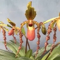 Paph. Landmark 'Cry Baby' (Glaucophyllum X Sanderianum)