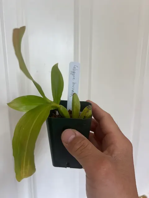 Coelogyne brunnea (Coelogyne)