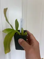 Coelogyne fuscescens var. brunnea