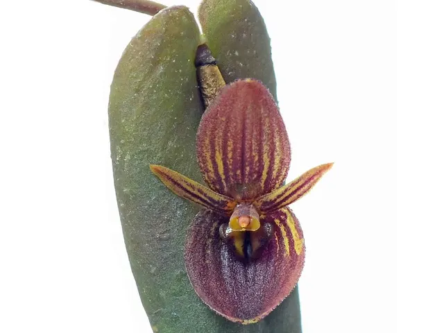 Pleurothallis lynniana (Pleurothallis)