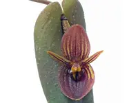 Pleurothallis lynniana