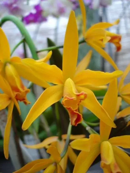 Laeliocattleya SINOLA