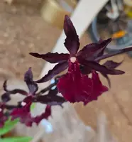 Oncostele Midnight Miracles ‘Masaai Red’