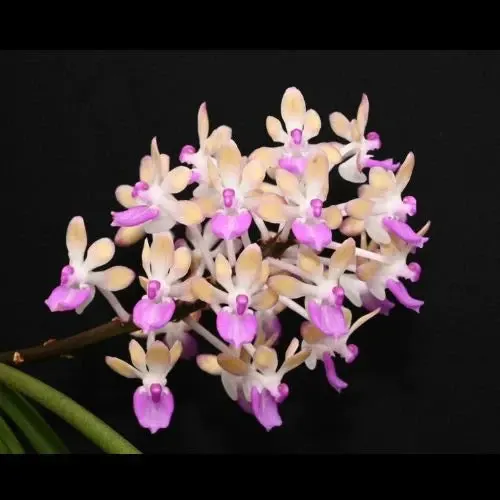 Seidenfadenia mitrata (Seidenfadenia)