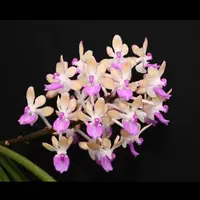 Seidenfadenia mitrata