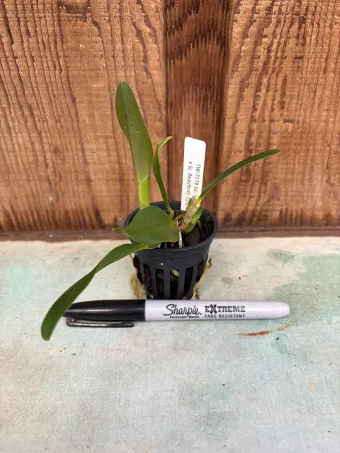 Sophrolaeliocattleya Itsy Bitsy (Sophrolaeliocattleya)