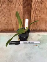 Slc. Itsy Bitsy (Laelia alaorii x Sc. Beaufort)