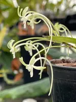 Neofinetia falcata ‘Kishu Ryokufu’