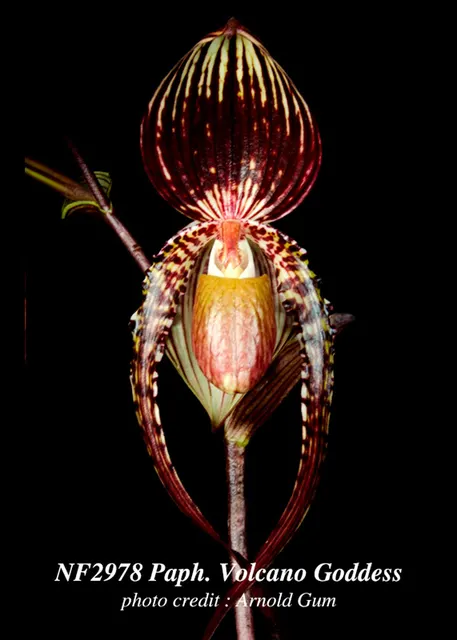 Paphiopedilum Volcano Goddess 'Note: Husky Plant' (Paphiopedilum)