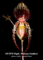 Paph. Volcano Goddess 'Note: Husky Plant' (Yang-Ji Apple ' AAA; x rothschildianum ' Rex' FCC/AOS )
