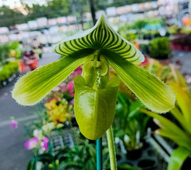 Paphiopedilum Hsinying Lime