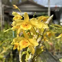 Dendrobium friedericksianum