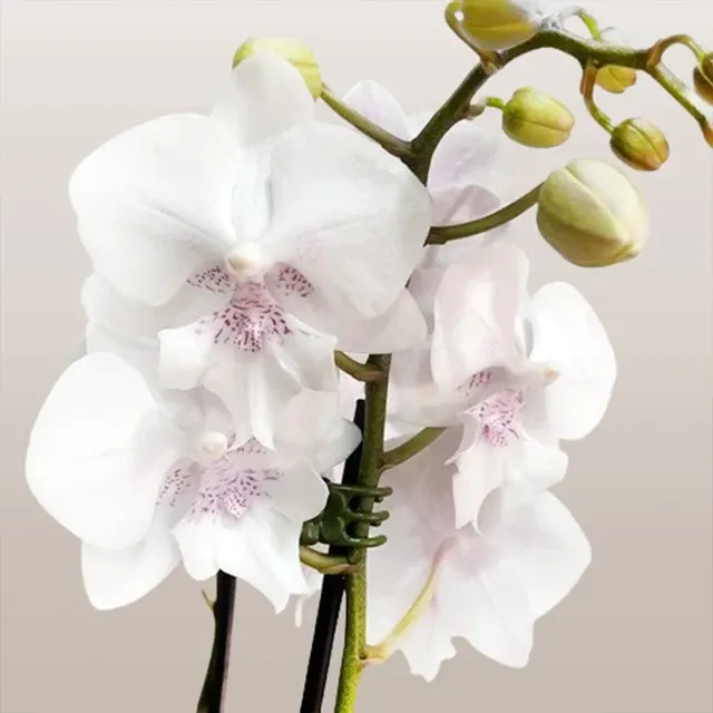 Phalaenopsis Youghome Princess 196