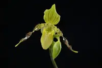 Paphiopedilum Honey