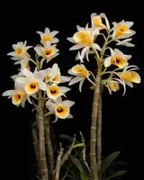 Dendrobium bensoniae (Blooming Size)