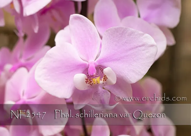Phalaenopsis schilleriana var 'Note: Limited' (Phalaenopsis)