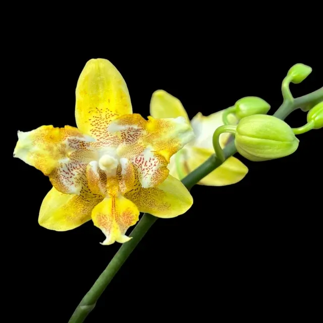 Phalaenopsis I-Hsin Samuel Peloric