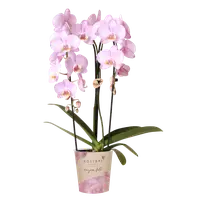 Roze Niagara Falls orchidee Ø12cm