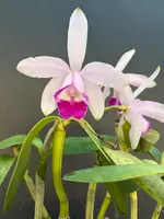 Cattleya intermedia marginata ‘Star’ division - blooming size