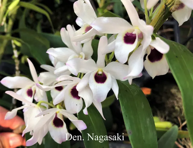 Dendrobium Nagasaki Hinomaru (Dendrobium)