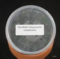 FLASK Schoenorchis scolopendria