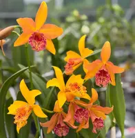 Rhynchobrassoleya Copper Queen ‘H&R’