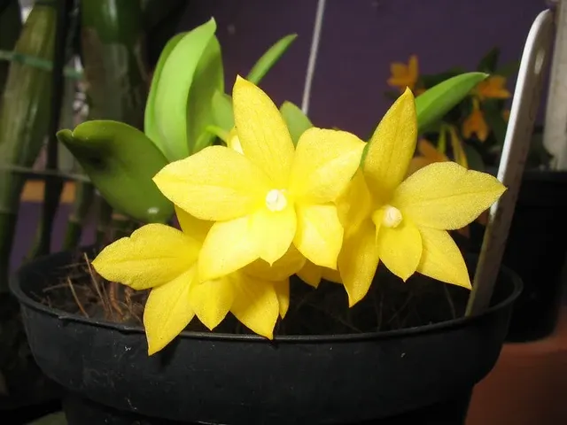 Sophronitis cernua f aurea x sib 'Yellow'