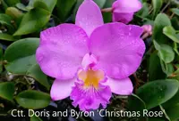 Ctt. Doris and Byron 'Christmas Rose' (C. Love Castle x Ctt. Candy Tuft) (MC130) (Hybrid) Ctt.=Cattlianthe