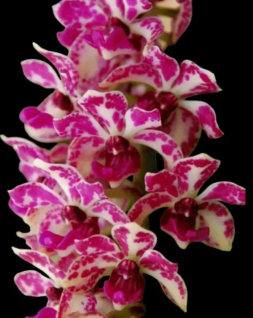 Rhynchostylis gigantea x sib 'Red Spots'