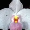rose pots Paph. delenatii (Paph. delenatii 'SVO II' HCC/AOS x Paph. delenatii 'SVO VIII' AM/AOS)