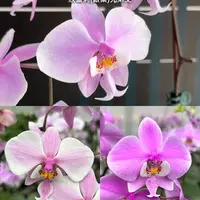 [Bare-root][Import AS-IS] #PA# Phal. schilleriana (silver leaves) × sib 欣蕾莉(銀葉)兄弟交 [2.5" BS][Sept Preorder 26]