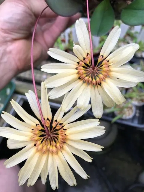 Bulbophyllum Daisy Chain X Purpuras ‘Elite’s 1st’ (Bulbophyllum)