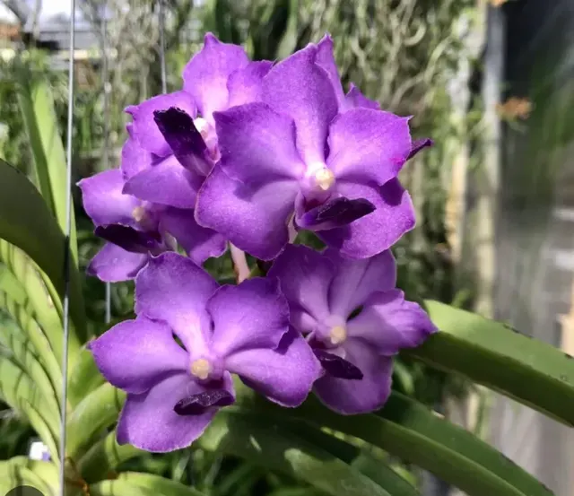 Vanda Mary CheeBee Kiang 'Blue = V. (Vanda)