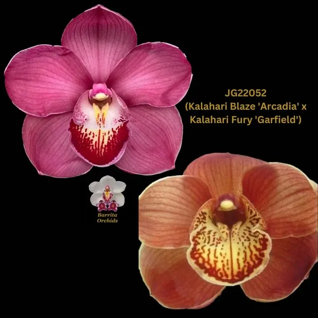 Cymbidium Seedling JG22052 'Arcadia' (Cymbidium)