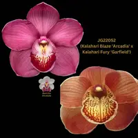 Cymbidium Seedling JG22052 (Kalahari Blaze 'Arcadia' x Kalahari Fury 'Garfield')