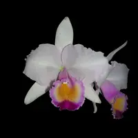 Cattleya quadricolor 'chocoensis'