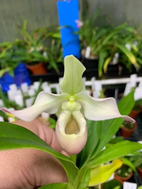 Phragmipedium longifolium x manzurii (Phragmipedium)