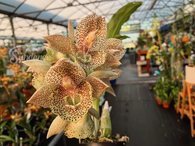 Catasetum Frilly Doris (Catasetum)