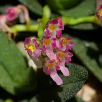 Schoenorchis fragrans