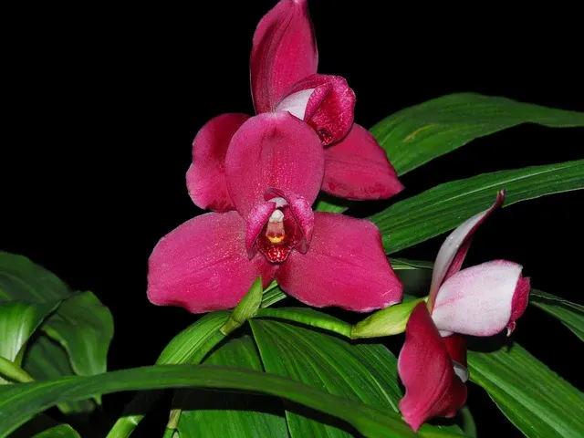 Lycaste Shoalhaven 'Sisa Andina' (Lycaste)