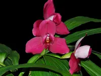 Lycaste Shoalhaven 'Sisa Andina'