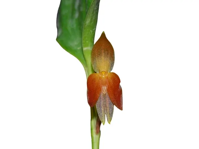 Pleurothallis sandemanii (Pleurothallis)